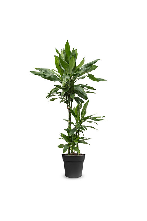 Dracena Janet M