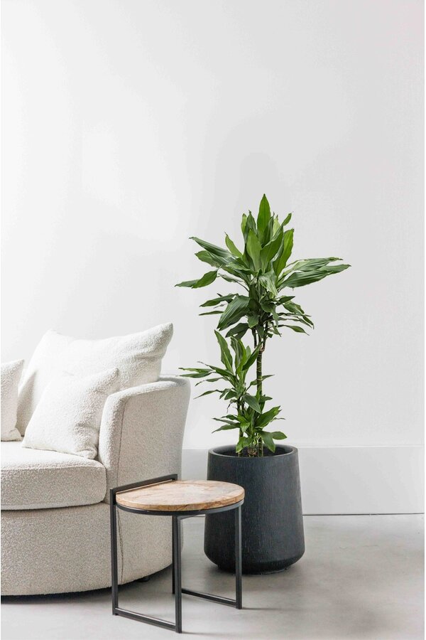 Dracena Janet M
