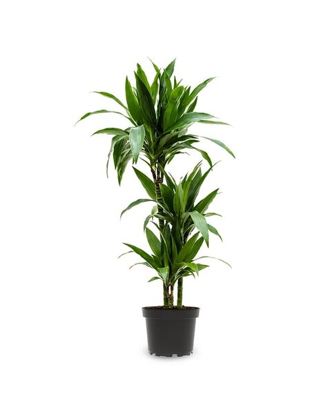 Dracaena