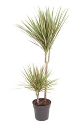 Dracena Bicolor M