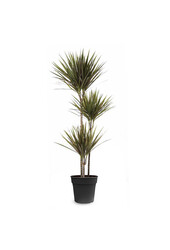 Dracaena Bicolor L