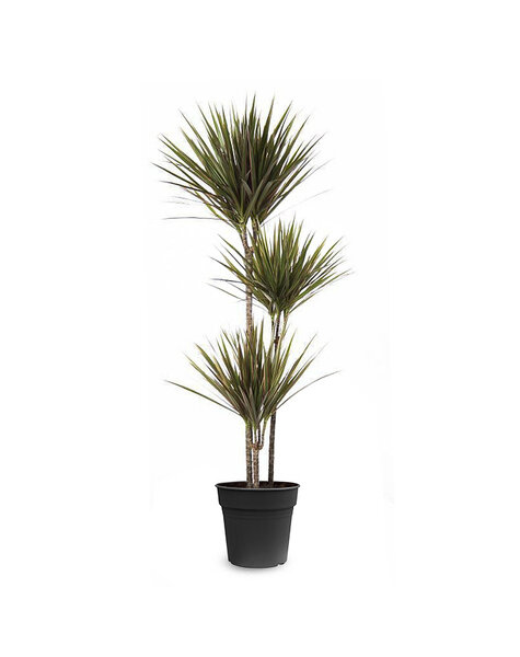 Dracena