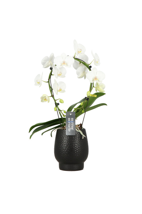 Orchidea Mirror Miracle Aurora Abruzzo