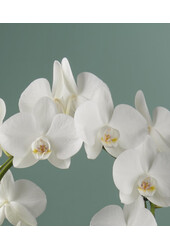 Orchidea Mirror Miracle Aurora Abruzzo