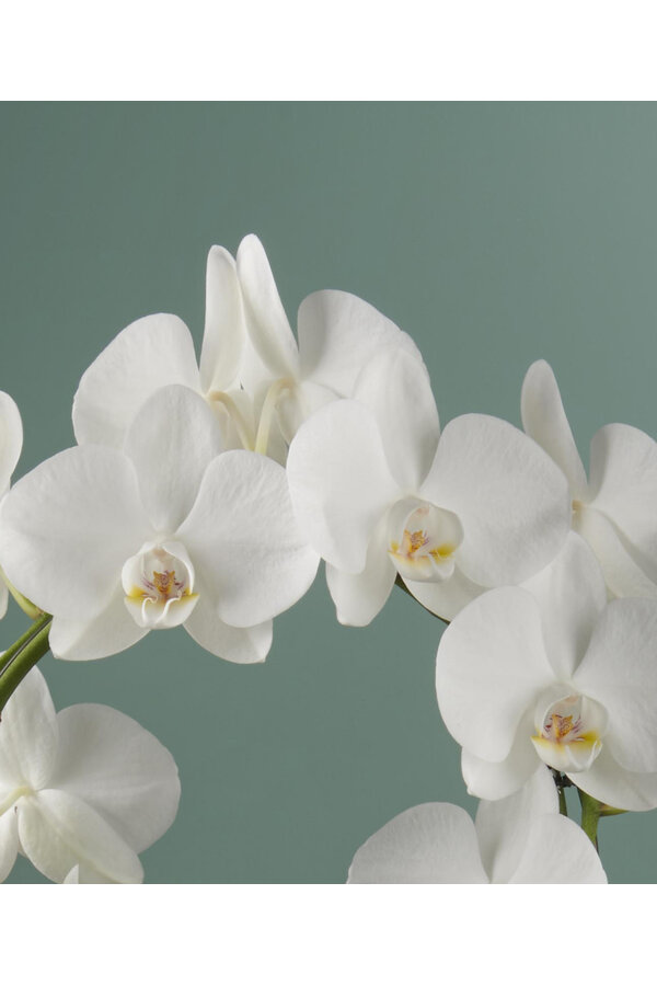 Orchidea Mirror Miracle Aurora Abruzzo