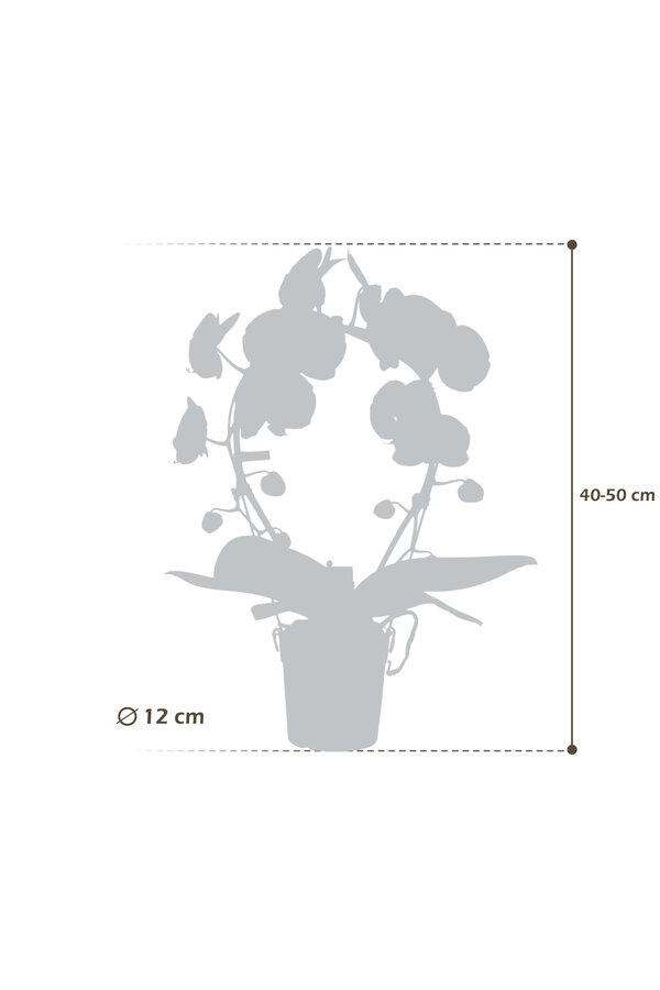 Orchidea Mirror Miracle Aurora Abruzzo