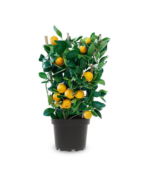 Cytrus Calamondin