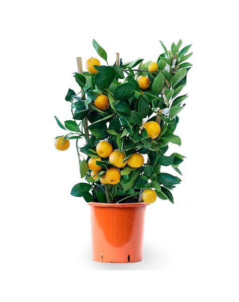 Citrus Calamondin