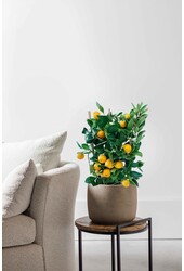 Drzewko pomarańczowe na kratce M