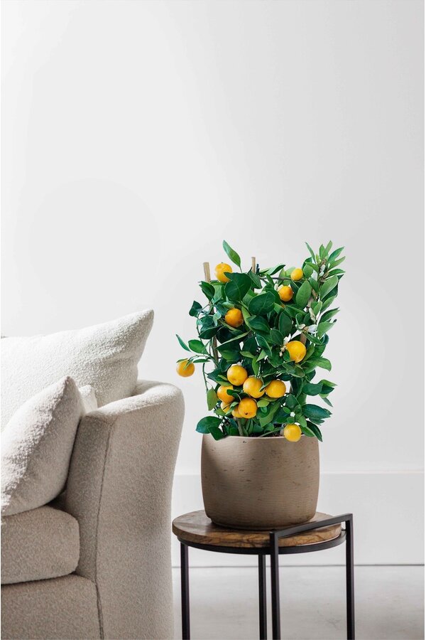 Drzewko pomarańczowe na kratce M