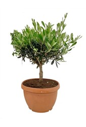 Drzewko oliwne Bonsai