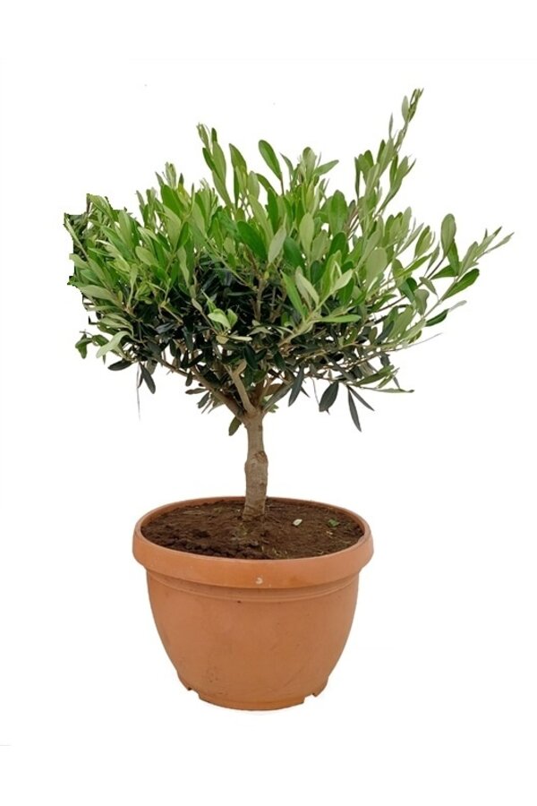 Drzewko oliwne Bonsai