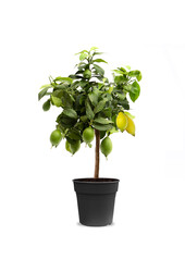 Drzewo cytrynowe Citrus Lemon M