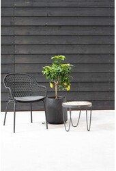 Cytrynowe drzewko Citrus Lemon M