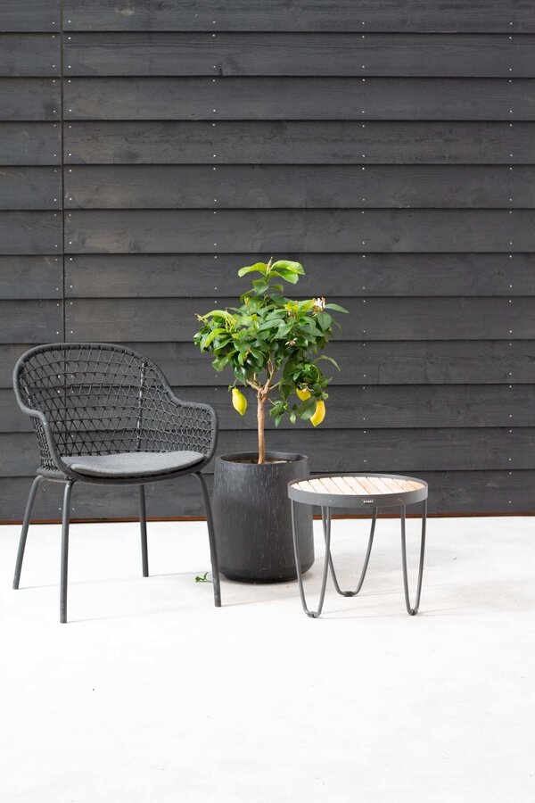 Cytrynowe drzewko Citrus Lemon M