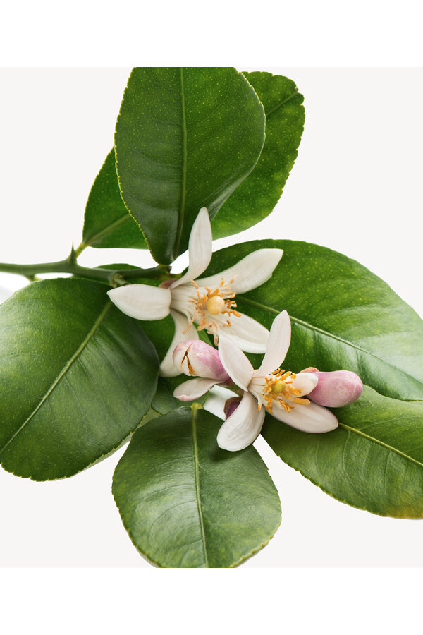 Drzewo cytrynowe Citrus Lemon M