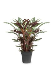 Calathea Rufibarba XL