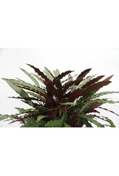 Calathea Rufibarba XL