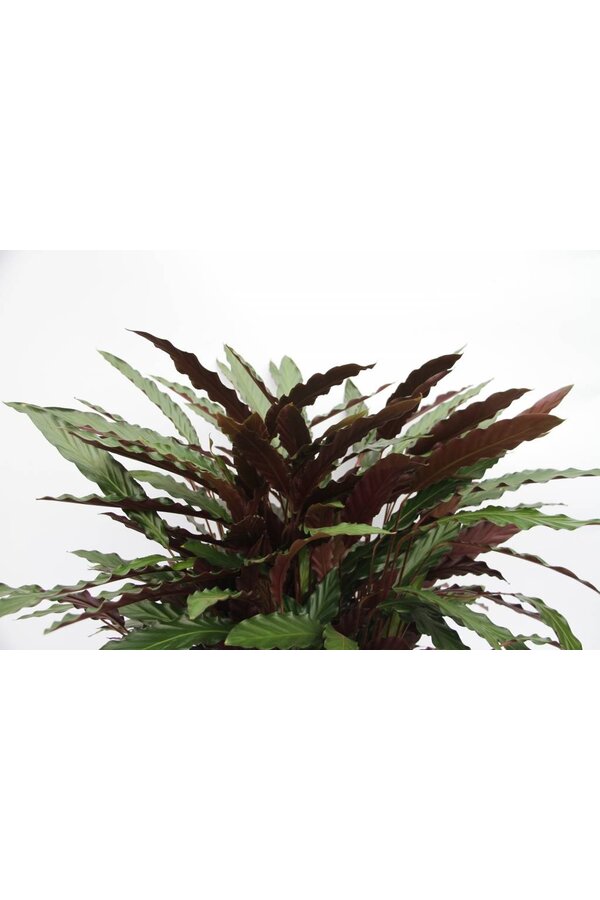 Calathea Rufibarba XL
