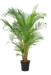 Palma Areca XL