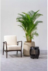Palma Areca XL