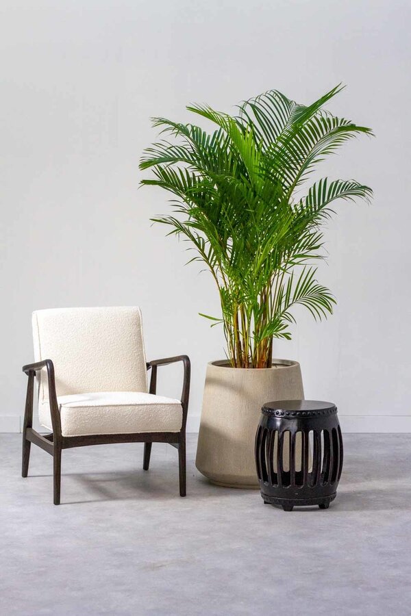 Palma Areca XL