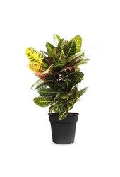 Croton cudowny krzew Petra S
