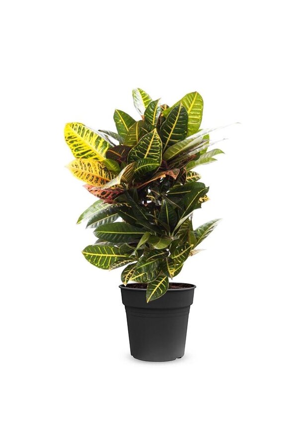 Croton cudowny krzew Petra S