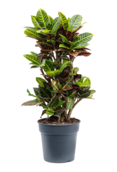 Kroton Cudowny Krzew L