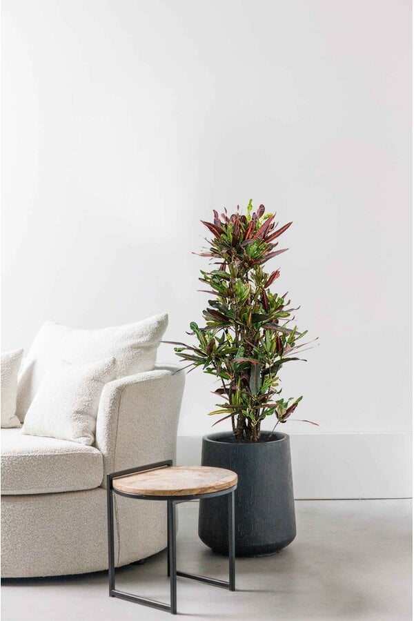 Kroton Cudowny Krzew Mammi