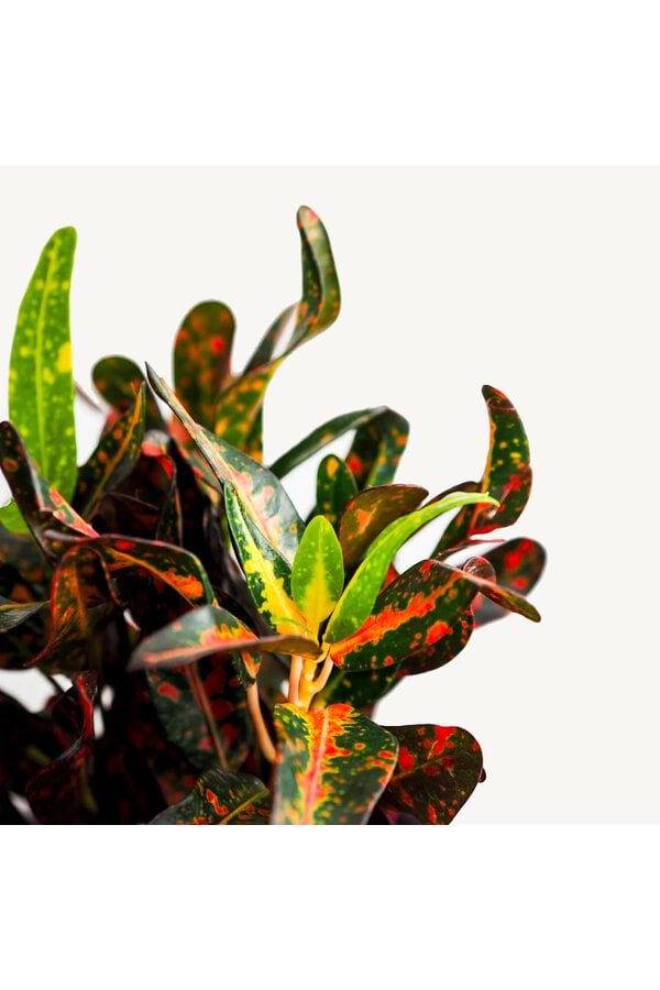 Kroton Cudowny Krzew Mammi