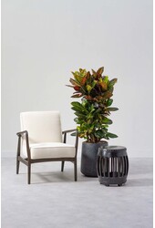 Croton Wonderstruik XL