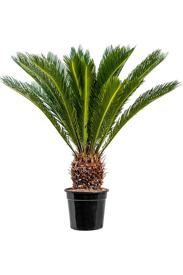Cycas M