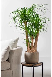 Beaucarnea Drzewo butelkowe rozgałęzione L