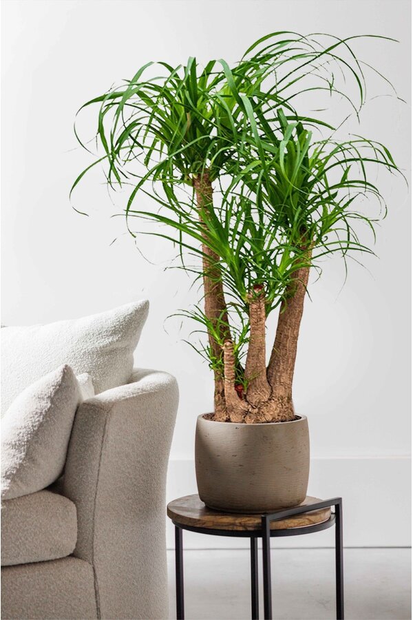 Beaucarnea Flesseboom rozgałęziona L