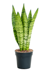 Sansevieria Black Coral M