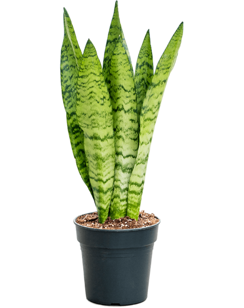 Sansevieria