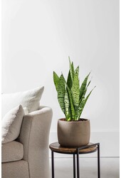 Sansevieria Black Coral M