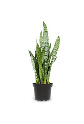 Sansevieria Black Coral