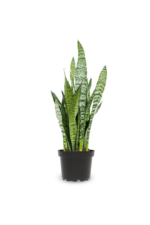 Sansevieria Black Coral