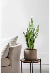Sansevieria Black Coral