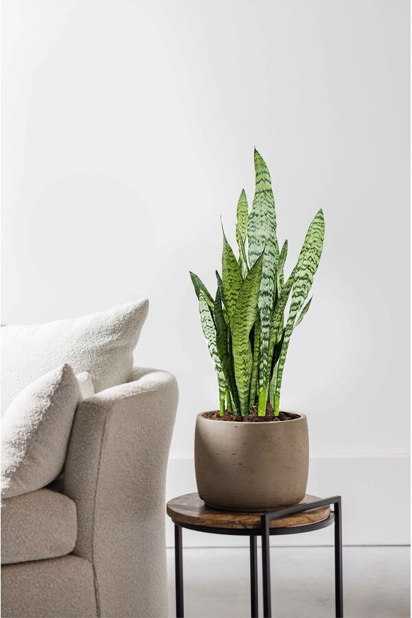 Sansevieria Black Coral