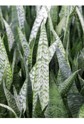 Sansevieria Black Coral