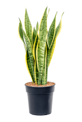 Sansevieria Laurentii M