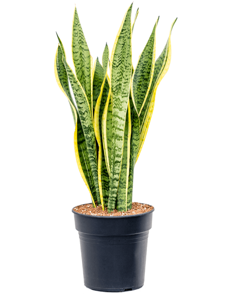 Sansevieria