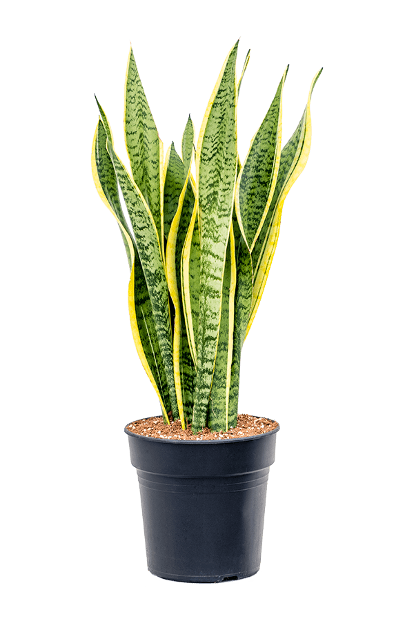Sansevieria Laurentii M