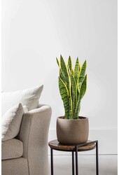 Sansevieria Laurentii M