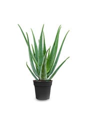 Aloes Vera XL