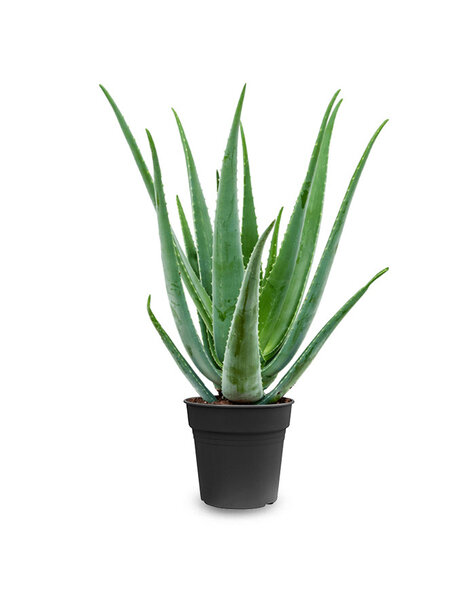 Aloes