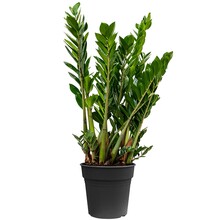 Zamioculcas